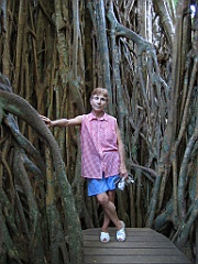 217 Cathedral Fig Tree